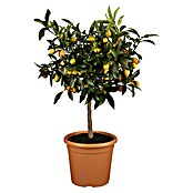 Kumquat (Citrus fortunella 'Kumquat', Topfgröße: 22 cm) | BAUHAUS