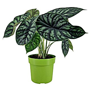 Piardino Pfeilblatt (Alocasia baginda 'Dragon Scale', Topfgröße: 19 cm)