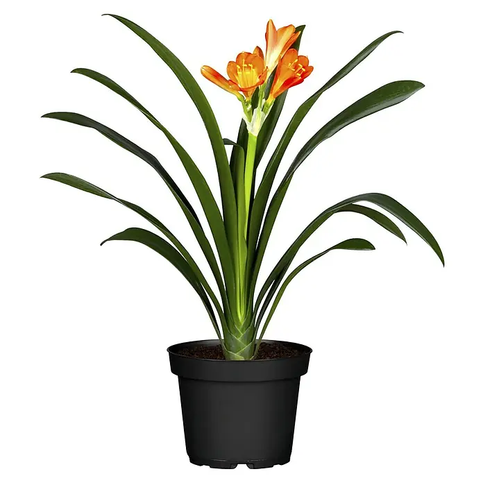Piardino Klivie - Clivia miniata, Topfgröße: 13 cm, Orange - Eine Clivia-Pflanze im schwarzen Topf, mit orangefarbenen Blüten und grünen Blättern. Zimmerpflanze für eine natürliche Dekoration.