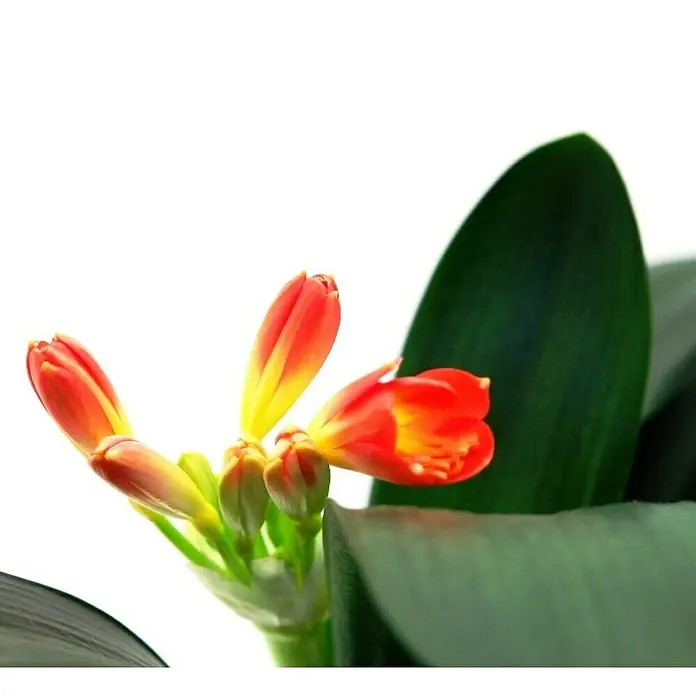 Piardino Klivie - Clivia miniata, Topfgröße: 13 cm, Orange - Nahaufnahme einer Clivia-Pflanze mit leuchtend orangefarbenen Blüten und grünen Blättern vor einem hellen Hintergrund.