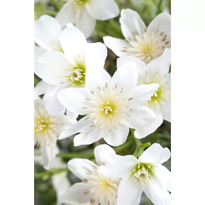 Piardino Waldrebe - Clematis 'Apple Blossom', Topfgröße: 17, Rosa/Weiß - Detailaufnahme