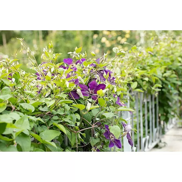 Piardino Waldrebe - Clematis 'Apple Blossom', Topfgröße: 17, Rosa/Weiß - Detailaufnahme