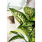 Dieffenbachia maculata 21 Compacta, Cami