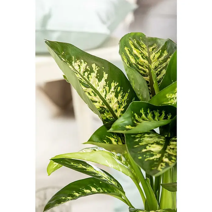 Piardino Dieffenbachie - Dieffenbachia maculata in Sorten, Topfgröße: 19 cm - Nahaufnahme einer Dieffenbachie-Pflanze mit auffälligen grün-gelb gefleckten Blättern. Zimmerpflanze zur Dekoration mit natürlicher Eleganz.