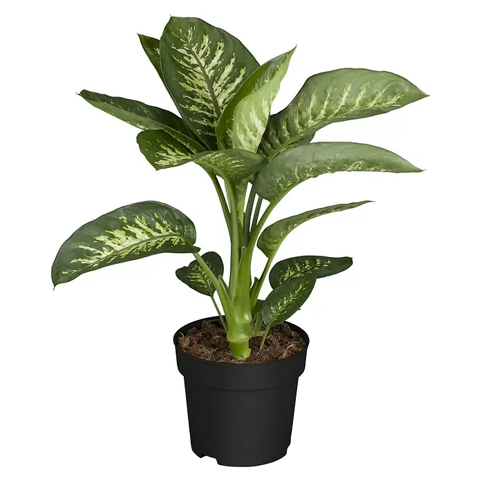 Piardino Zimmerpflanzen-Mix - Verschiedene Sorten, Topfgröße: 19 cm - Dieffenbachia Pflanze in einem schwarzen Topf. Attraktives, pflegeleichtes Zimmergewächs mit dekorativen Blättern, ideal für Innenräume.