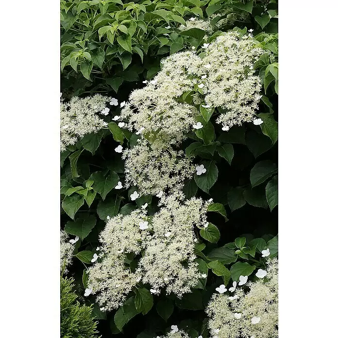 Piardino KletterhortensieHydrangea petiolaris, Topfgröße: 23