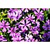 Piardino Teppich-Flammenblume 