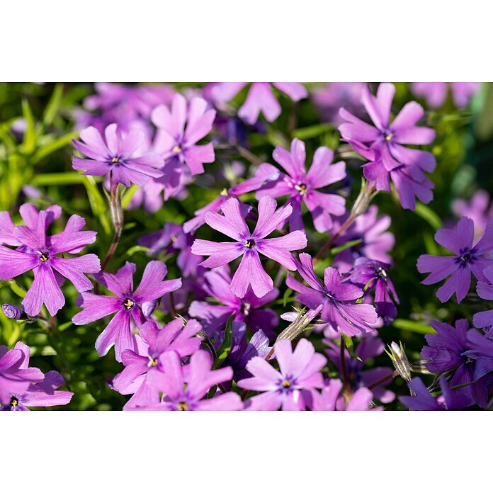 Piardino Teppich-Flammenblume (Phlox subulate, Topfgröße: 12 cm) | BAUHAUS