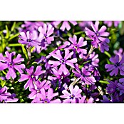 Piardino Teppich-Flammenblume (Phlox subulate, Topfgröße: 12 cm) | BAUHAUS
