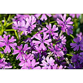 Piardino Teppich-Flammenblume (Phlox subulate, Topfgröße: 12 cm)