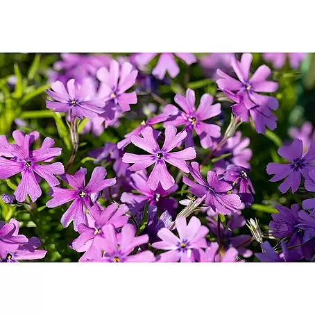 Piardino  Teppich-Flammenblume