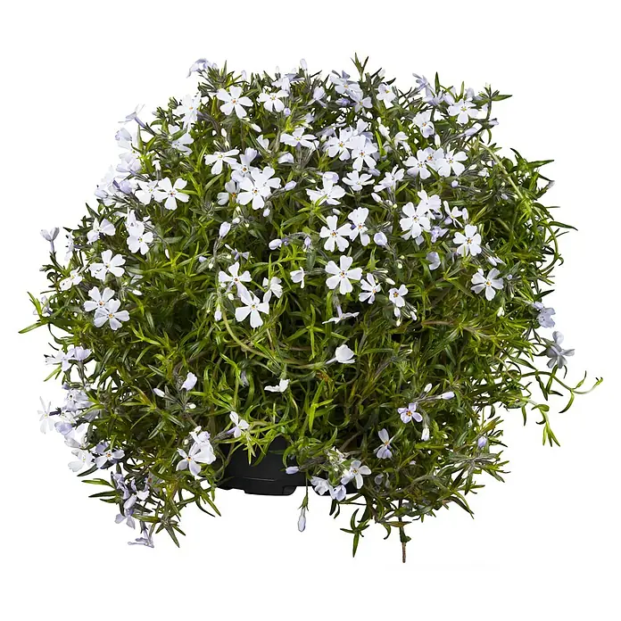 Piardino Teppich-Flammenblume - Phlox subulata, 13 cm - Nahaufnahme einer blühenden Polster-Phlox-Pflanze mit zarten, weißen Blüten und grünen Blättern in einem Topf. Ideal für Gartenliebhaber.