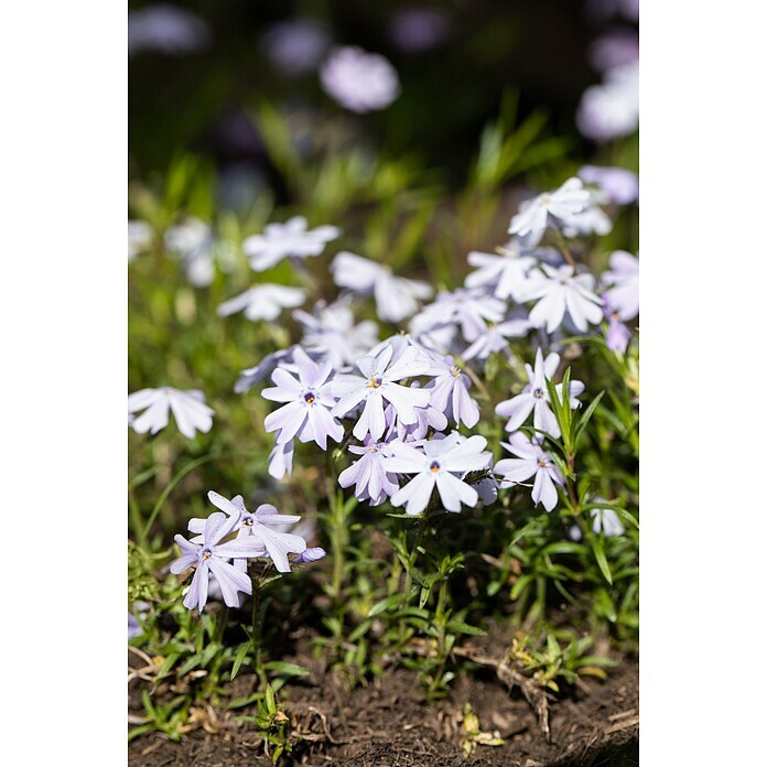 Piardino Teppich-Flammenblume (Phlox subulate, Topfgröße: 12 cm) | BAUHAUS