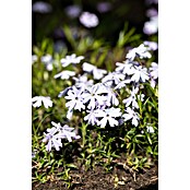Piardino Teppich-Flammenblume (Phlox subulate, Topfgröße: 12 cm) | BAUHAUS