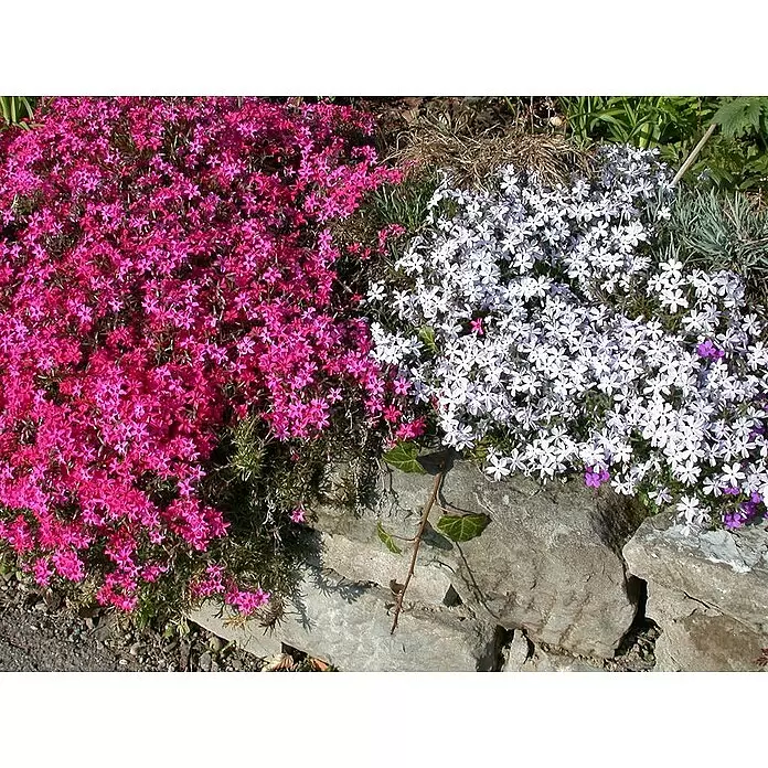 Piardino Teppich-Flammenblume - Phlox subulata, 13 cm - Leuchtend pinke und weiße Polsterphlox-Blüten wachsen über Natursteine und bilden einen farbenfrohen Bodendecker.