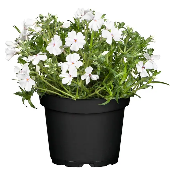 Piardino Teppich-Flammenblume - Phlox subulata, 13 cm - Topf mit weißen Phlox-Blüten. Die Blüten haben zarte, herzförmige Blütenblätter und eine kontrastierende Mitte.