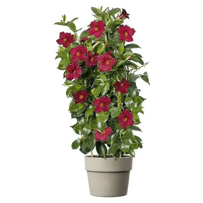 Deroma Pflanztopf Perfetto - Außenmaß (Ø x H): 24 x 19,7 cm, Naturmaterialien, Graphit - Eine üppige Mandevilla-Pflanze mit leuchtend roten Blüten, die in einem schlichten Topf zur Geltung kommt.