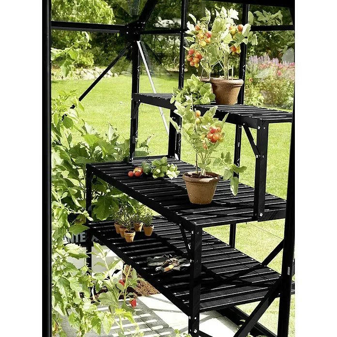 Vitavia Gewächshaus Zeus 13800 Plus - Außenmaß inkl. Dachüberstand (B x T): 256 x 540 cm, 16 mm, Schwarz - Schwarzes Gewächshausregal mit drei Ebenen, bepflanzt mit Tomatenpflanzen, Kräutern und Gartengeräten im Innenbereich.