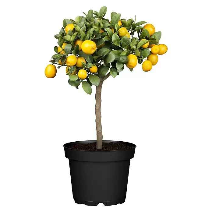 Piardino Zitronenbaum - Citrus lemon, Topfgröße: 20 cm - Kleiner Zitrusbaum mit grünen Blättern und gelben Früchten in einem schwarzen Topf mit dunkler Erde.