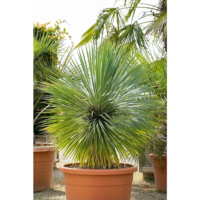 Piardino Palmlilie -  - Yucca Zimmerpflanze in Terrakotta Topf mit langen, grünen Blättern, die einen stacheligen Eindruck erwecken. Ideal für sonnige Innenräume.