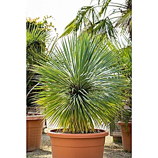 Palmlilie - Yucca rostrata, Topfgre: 20 cm online kaufen bei BAUHAUS