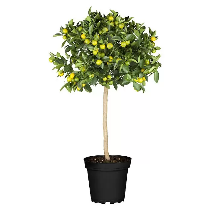 Piardino Zitronenbaum - Citrus lemon, Topfgröße: 20 cm - Topf-Kumquatbaum mit grünen Blättern und vielen gelb-grünen Früchten in einem schwarzen Topf.