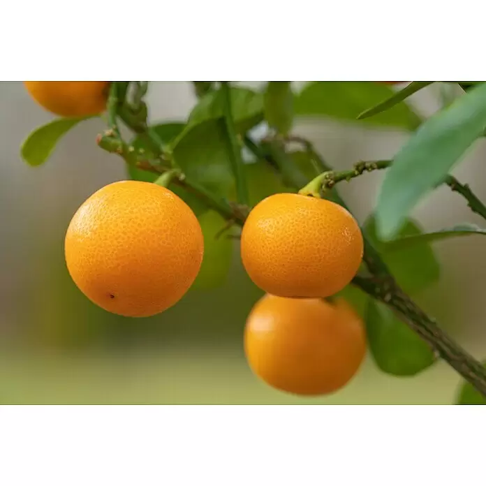 Piardino Zitronenbaum - Citrus lemon, Topfgröße: 20 cm - Mehrere orange Kumquats hängen an grünen Zweigen mit Blättern.