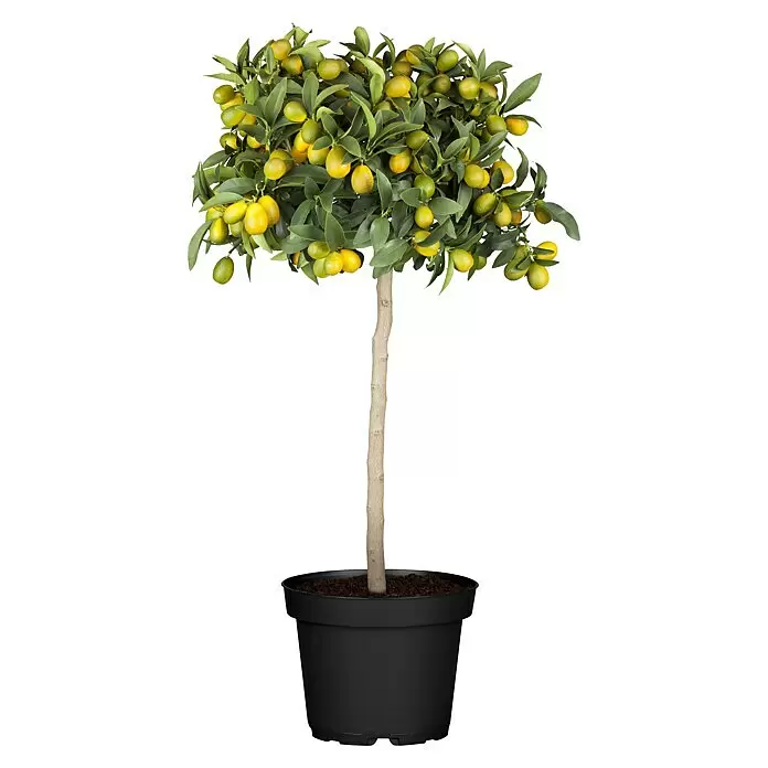 Piardino Zitronenbaum - Citrus lemon, Topfgröße: 20 cm - Topf-Kumquatbaum mit grünen Blättern und reifenden gelb-orangen Früchten in schwarzem Topf.