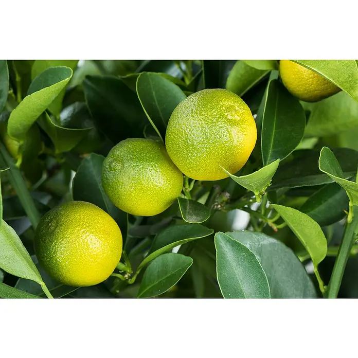 Piardino Zitronenbaum - Citrus lemon, Topfgröße: 20 cm - Nahaufnahme von Kumquats, die an einem Kumquatbaum wachsen. Die kleinen Zitrusfrüchte sind eine köstliche und vielseitige Zutat.