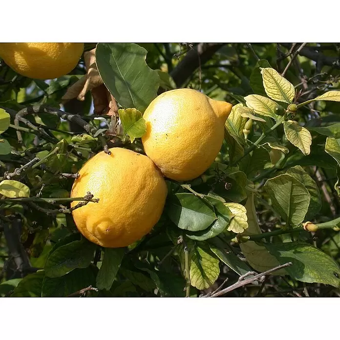 Piardino Zitronenbaum - Citrus lemon, Topfgröße: 20 cm - Leuchtend gelbe Zitronen hängen an einem Ast zwischen grünen und gelblichen Blättern.