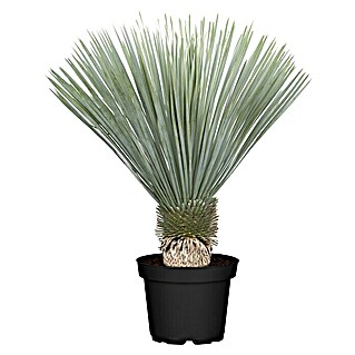 Palmlilie (Yucca rostrata, Topfgröße: 20 cm)