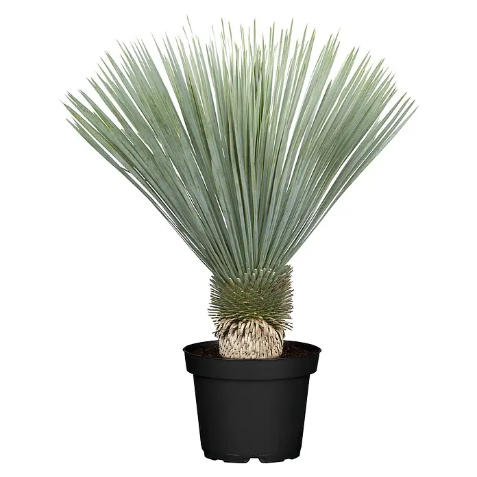 Piardino Palmlilie -  - Ein Topf mit einer silbrig-grünen Yucca rostrata Pflanze, die fächerartig angeordnet ist, in einem schwarzen Topf vor schwarzem Hintergrund.