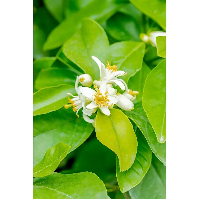 Zitronenbaum - Citrus limon, Topfgröße: 24 cm - Nahaufnahme von zarten Zitronenblüten zwischen leuchtend grünen Blättern, die die Schönheit der Natur hervorheben.