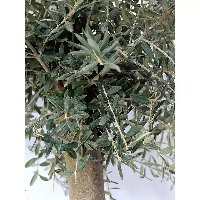 thuja brabant lebensbaum 180 200 cm Lebensbaum Brabant — Baumschule-Pflanzen.de