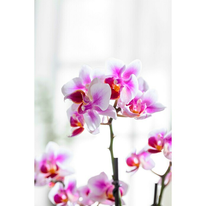 Piardino Schmetterlingsorchidee in Keramik pastellfarben (Phalaenopsis Hybride, Topfgröße: 9 cm, Sortenabhängig, Aufrecht) | BAUHAUS