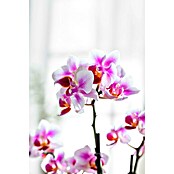 Piardino Schmetterlingsorchidee in Keramik pastellfarben (Phalaenopsis Hybride, Topfgröße: 9 cm, Sortenabhängig, Aufrecht) | BAUHAUS