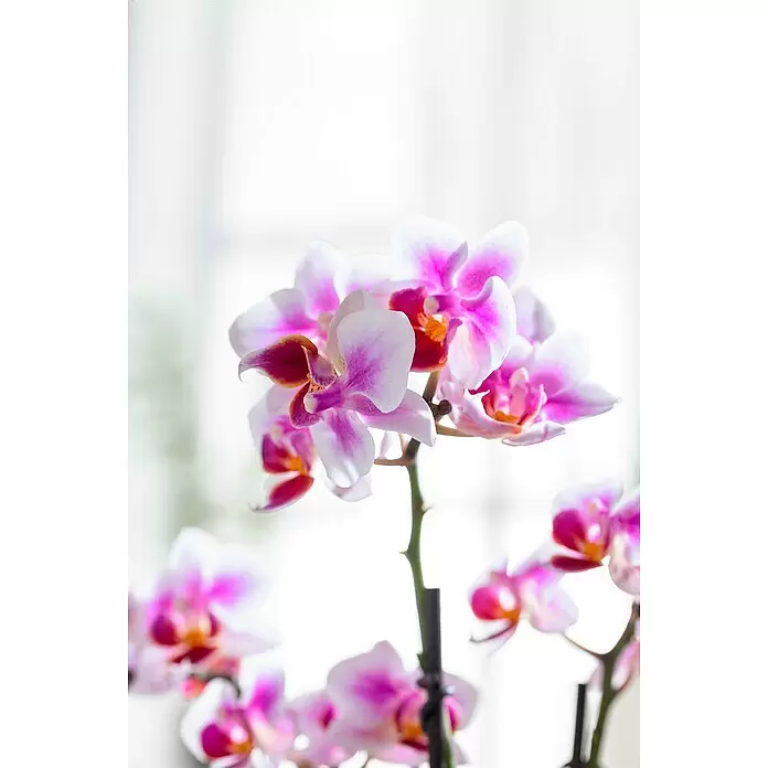 Piardino Schmetterlingsorchidee in Keramik pastellfarben - Phalaenopsis Hybride, Topfgröße: 9 cm, Sortenabhängig, Aufrecht - Detailaufnahme