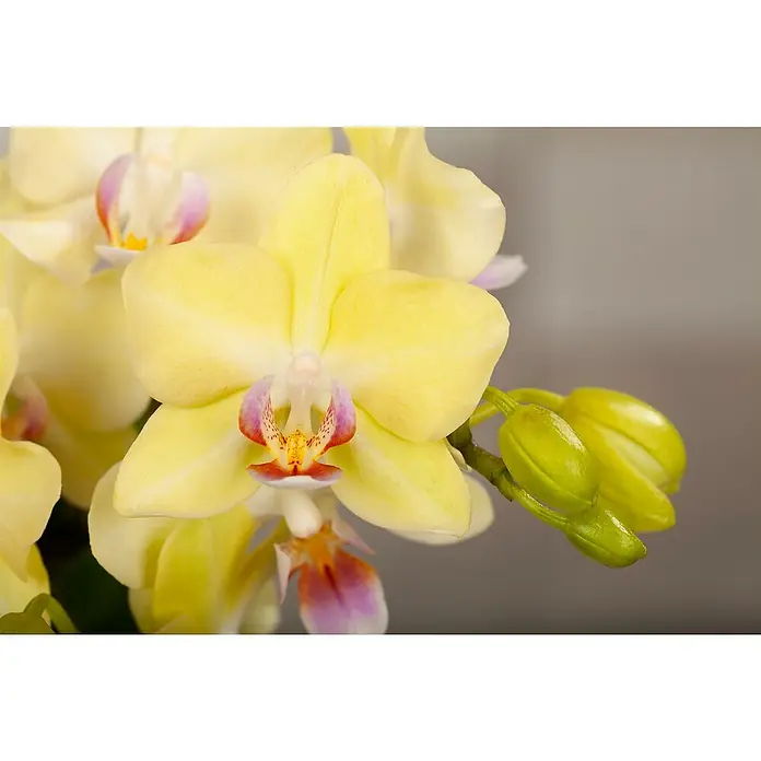 Piardino Schmetterlingsorchidee in Gradience Keramik - Topfgröße: 9 cm, Anzahl Triebe: 2 Stk., Aufrecht - Nahaufnahme einer gelben Orchidee mit bunten Akzenten, die ihre zarte Schönheit und exotische Anziehungskraft hervorhebt.