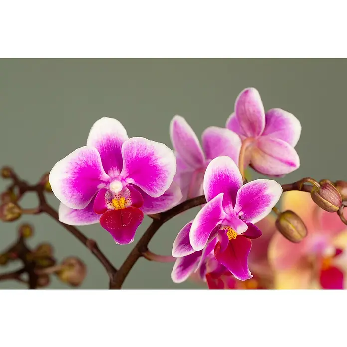Piardino Schmetterlingsorchidee in Gradience Keramik - Topfgröße: 9 cm, Anzahl Triebe: 2 Stk., Aufrecht - Nahaufnahme von drei rosa-weißen Orchideenblüten mit gelben Akzenten, die an einem verzweigten Stiel mit Knospen befestigt sind.