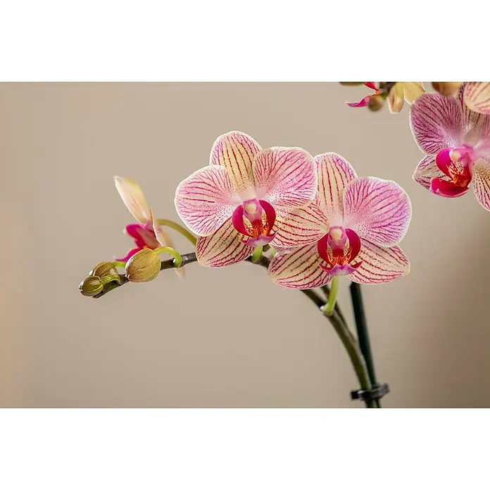 Piardino Schmetterlingsorchidee in Gradience Keramik - Topfgröße: 9 cm, Anzahl Triebe: 2 Stk., Aufrecht - Nahaufnahme einer blühenden, gestreiften Phalaenopsis-Orchidee mit rosa Blütenblättern und leuchtend roten Akzenten vor einem beigen Hintergrund.