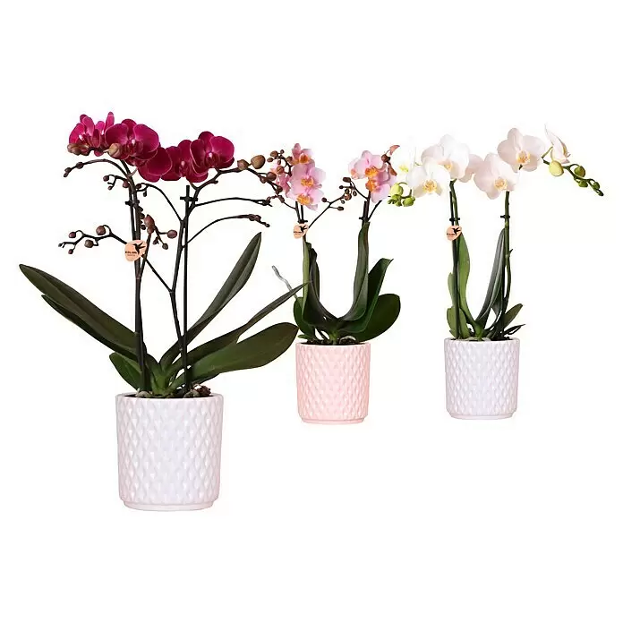 Piardino Schmetterlingsorchidee in Keramik pastellfarben - Phalaenopsis Hybride, Topfgröße: 9 cm, Sortenabhängig, Aufrecht - Vorderansicht