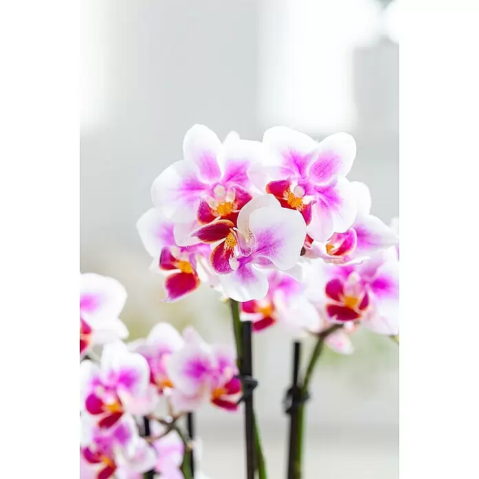 Piardino Schmetterlingsorchidee in Keramik pastellfarben - Phalaenopsis Hybride, Topfgröße: 9 cm, Sortenabhängig, Aufrecht - Detailaufnahme