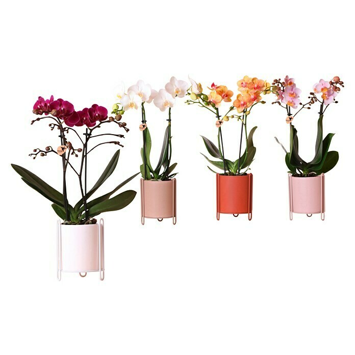 Piardino Schmetterlingsorchidee in Gradience Keramik (Phalaenopsis Hybride, Topfgröße: 9 cm, Sortenabhängig, Anzahl Triebe: 2 Stk., Aufrecht) | BAUHAUS
