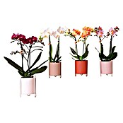Piardino Schmetterlingsorchidee in Gradience Keramik (Phalaenopsis Hybride, Topfgröße: 9 cm, Sortenabhängig, Anzahl Triebe: 2 Stk., Aufrecht) | BAUHAUS