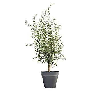 Piardino Olivenbaum 10 Jahre alt (Olea europaea 'Florida', Aktuelle Wuchshöhe: 140 cm - 160 cm)