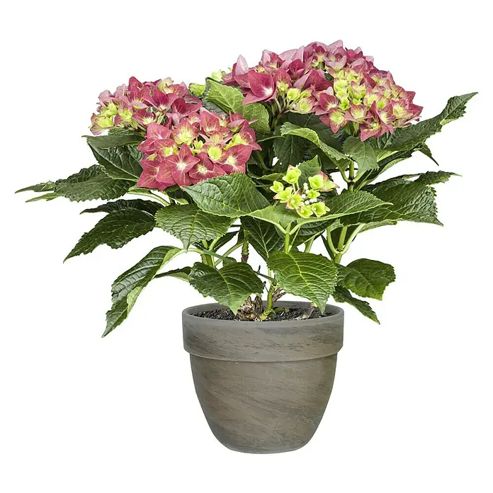 Pflanztopf Levante - Außenmaß (Ø x H): 24 x 19 cm, Naturmaterialien, Basalt - Eine Topfhortensie mit üppigen rosa Blüten und saftig grünen Blättern, die eine natürliche Eleganz ausstrahlt. Perfekt als Zimmerpflanze.
