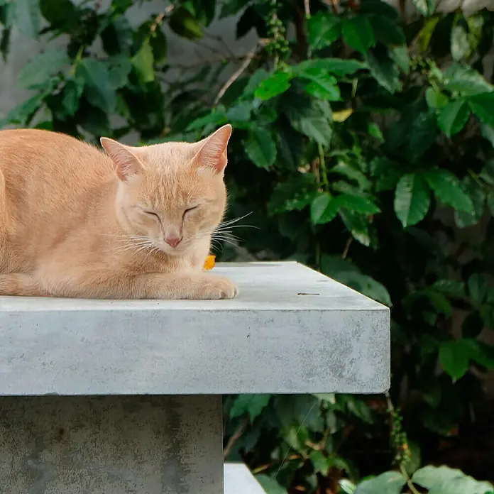 Fleur Kit Microcemento - Greige, 2 kg - Un gato naranja relajado descansa plácidamente sobre una superficie de hormigón gris, con un exuberante fondo verde.