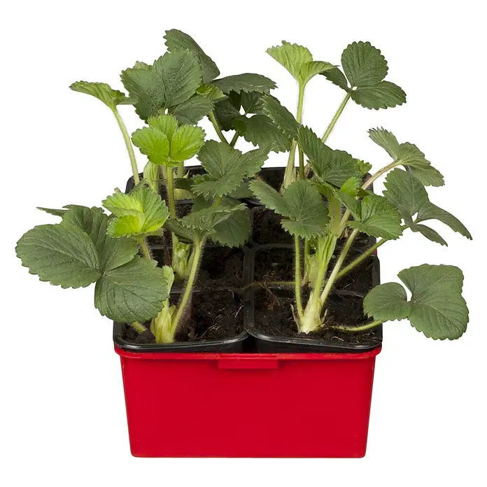 Erdbeere 6er Pack - Fragaria ananassa 'Mieze Schindler', 6 Stk., Erntezeit: Juni - Erdbeerpflanzen-Set in rotem Behälter. Die Pflanzen haben grüne Blätter und sind bereit zum Einpflanzen in den Garten oder Topf.