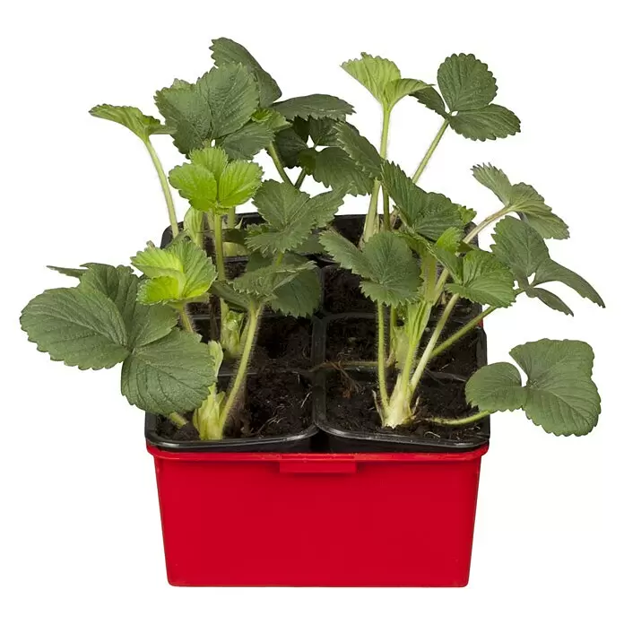 Erdbeere 6er PackFragaria ananassa 'Ostara', 6 Stk., Erntezeit: Juni