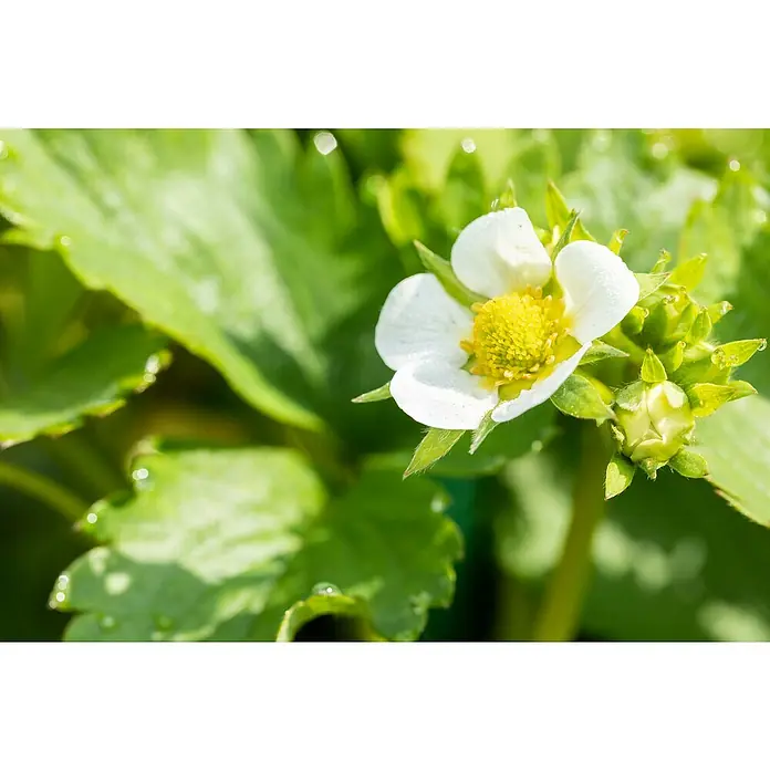 Erdbeere 6er PackFragaria ananassa 'Ostara', 6 Stk., Erntezeit: Juni - Nahaufnahme einer zarten Erdbeerblüte mit weißen Blütenblättern und gelber Mitte, umgeben von grünen Blättern.